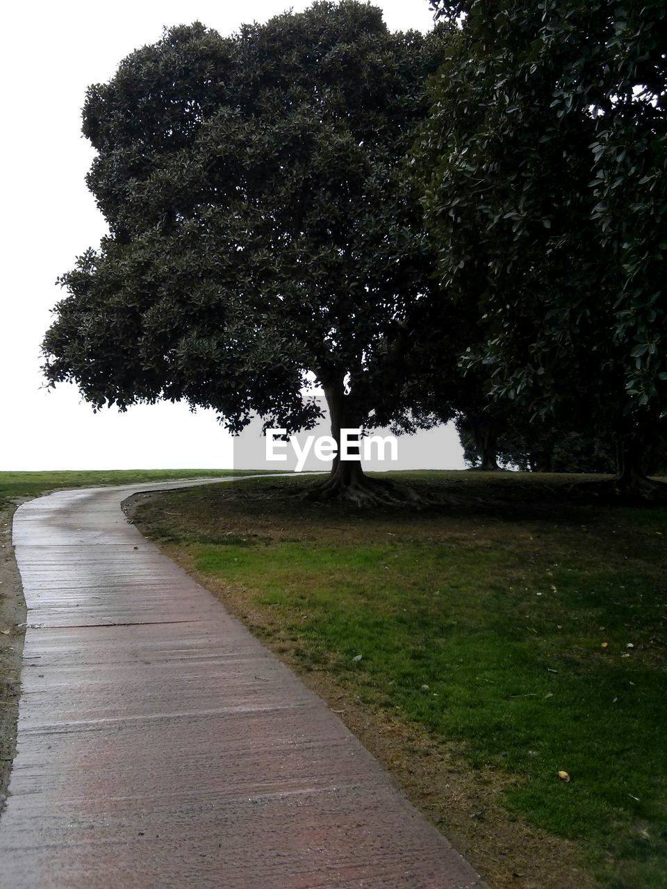 Empty country road along trees