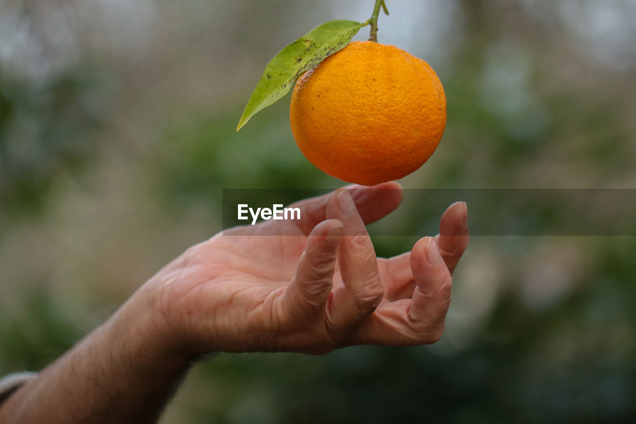 Close-up of hand holding orange on bokeh background.