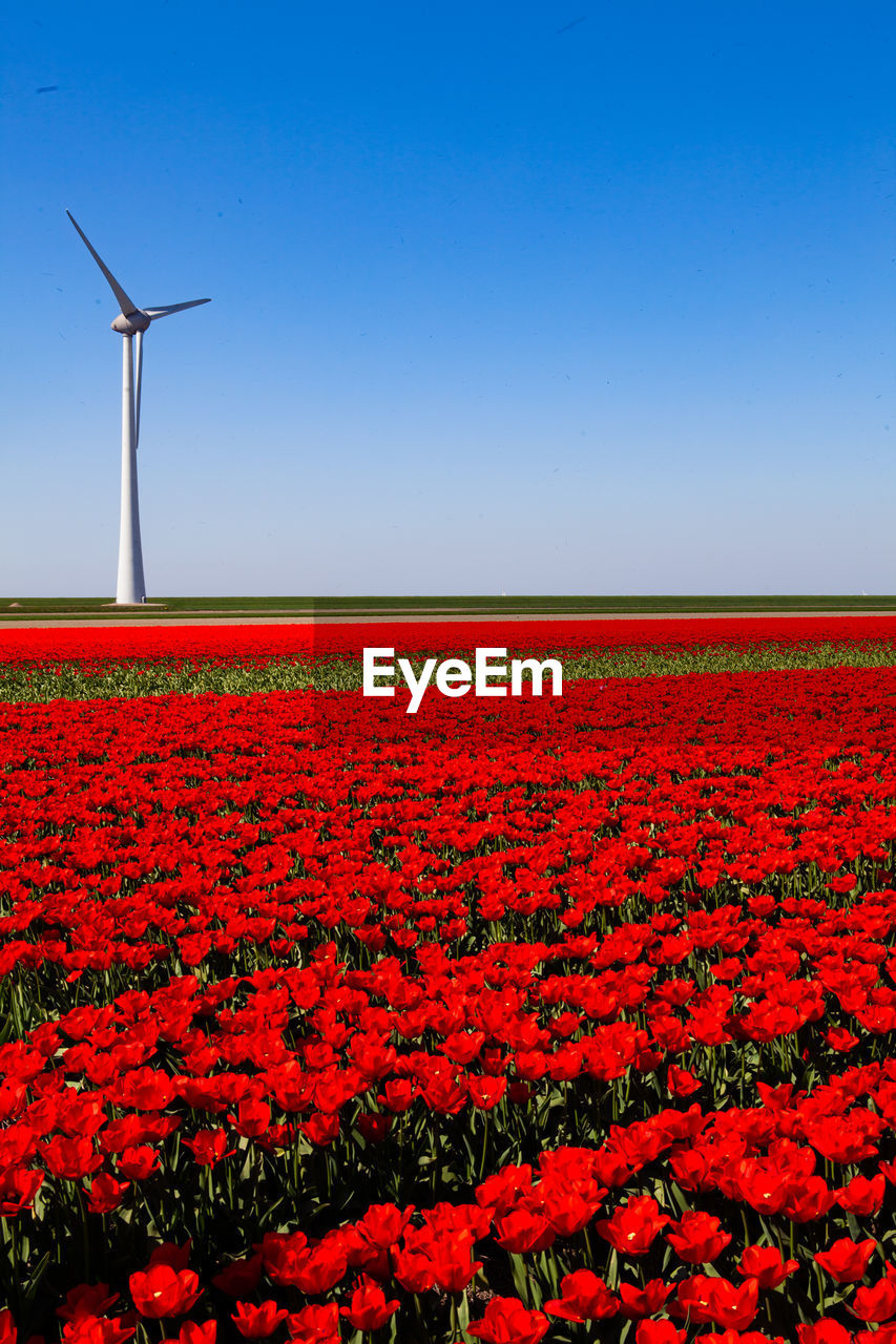 VIEW OF WIND TURBINES ON FIELD