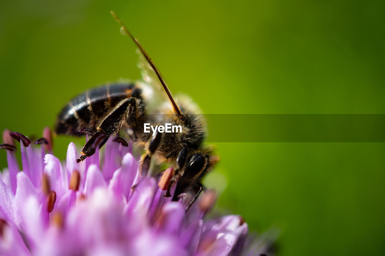 CLOSE-UP OF BEE ON PURPLE FLOWER