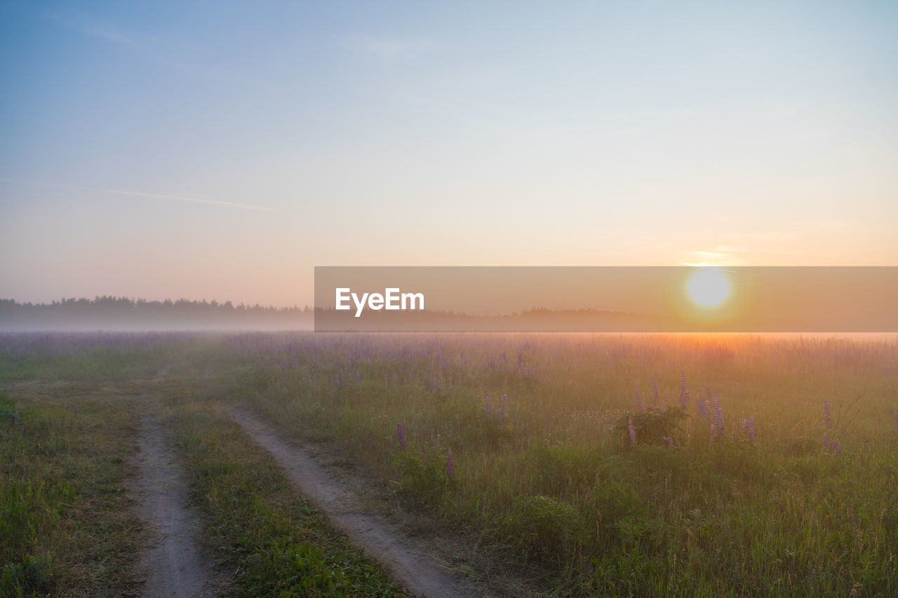 sky, landscape, environment, horizon, sunset, sun, beauty in nature, nature, plant, tranquility, scenics - nature, field, dawn, sunlight, grass, tranquil scene, land, rural scene, prairie, hill, no people, twilight, fog, plain, idyllic, non-urban scene, mist, natural environment, horizon over land, cloud, rural area, agriculture, road, outdoors, grassland, sunbeam, lens flare, evening, orange color, summer, back lit, tree, copy space, blue, growth, urban skyline, travel, remote, footpath, meadow, atmospheric mood, yellow, the way forward, transportation, dramatic sky