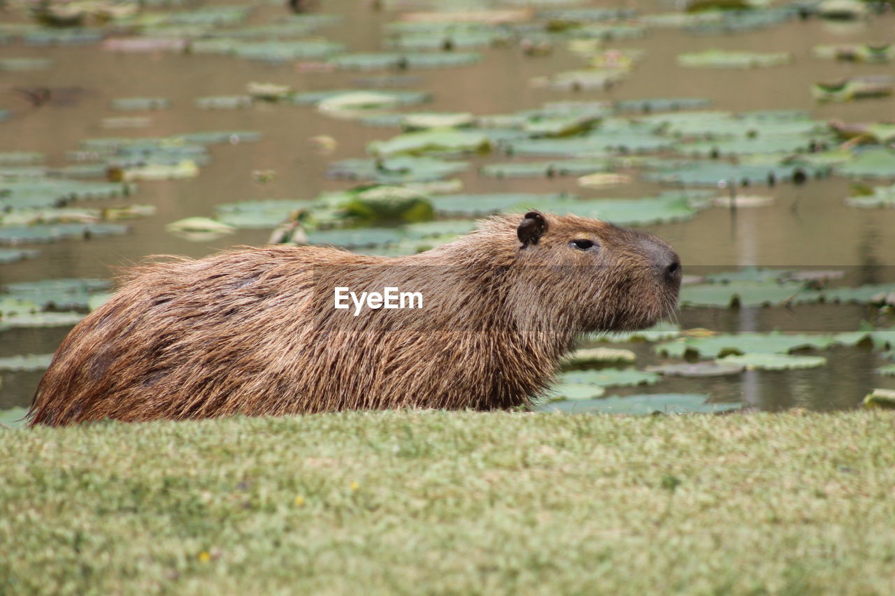 Side view of capybara standing by lake