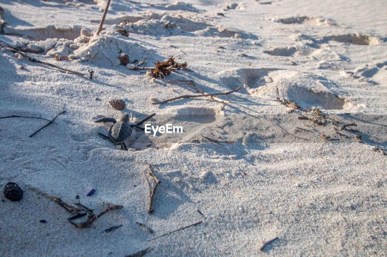 HIGH ANGLE VIEW OF FOOTPRINT ON SAND