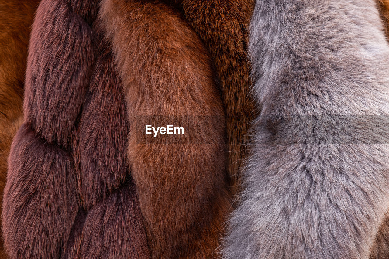 Red brown grey wolf, fox, bear fur natural, animal wildlife concept and style for background