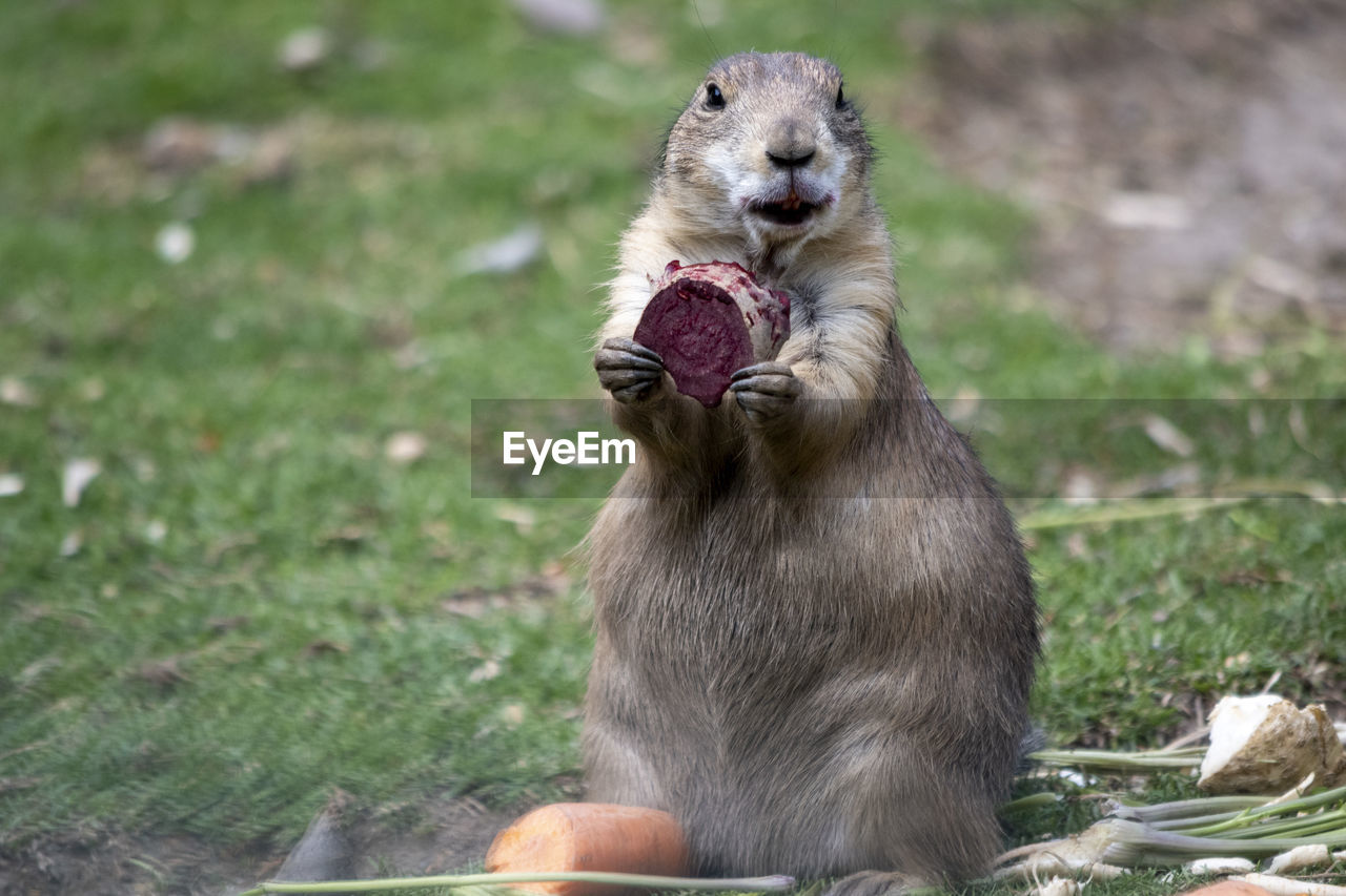 Prairie dog with beetroot