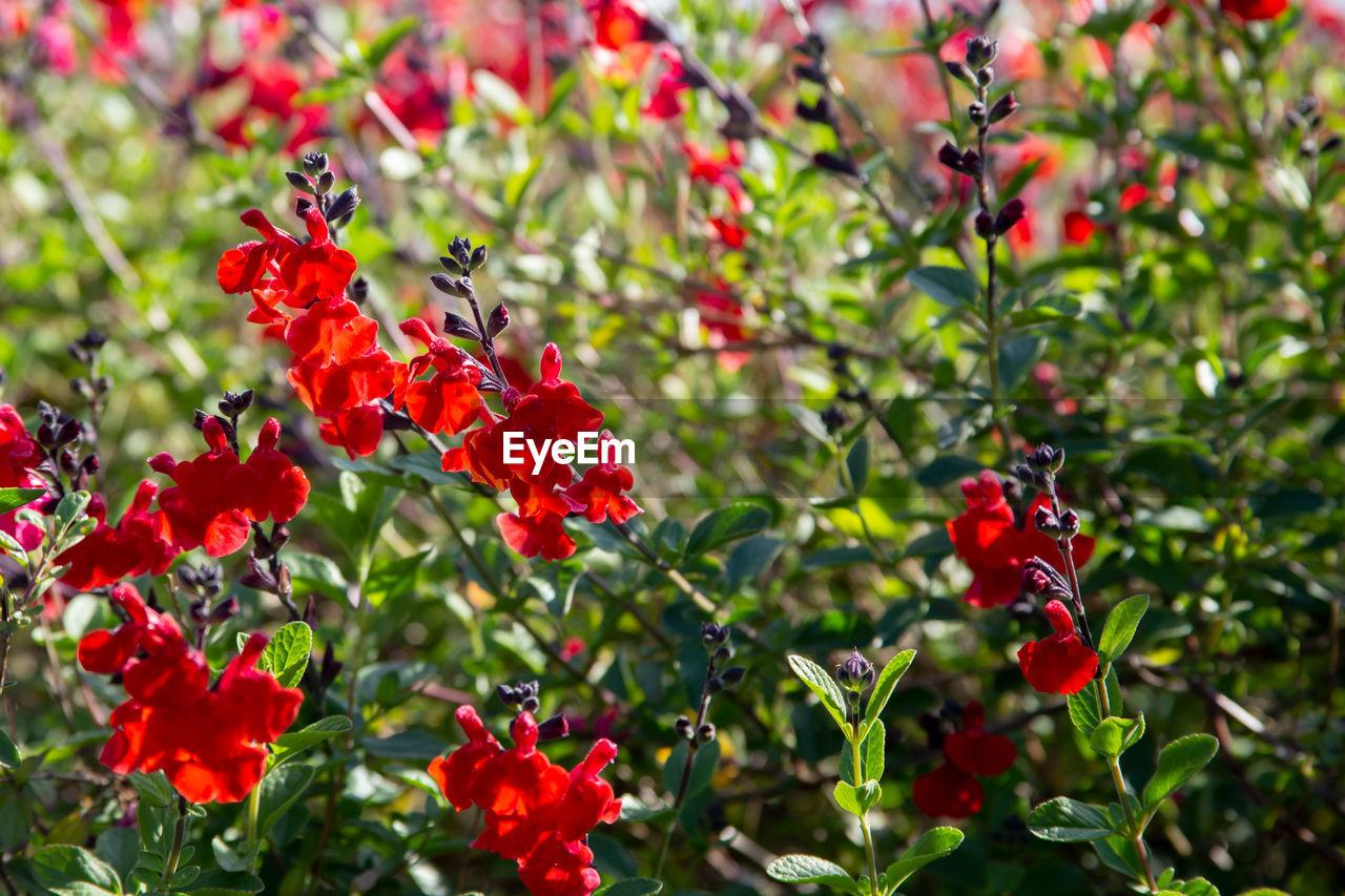 Close-up of red flowering plants