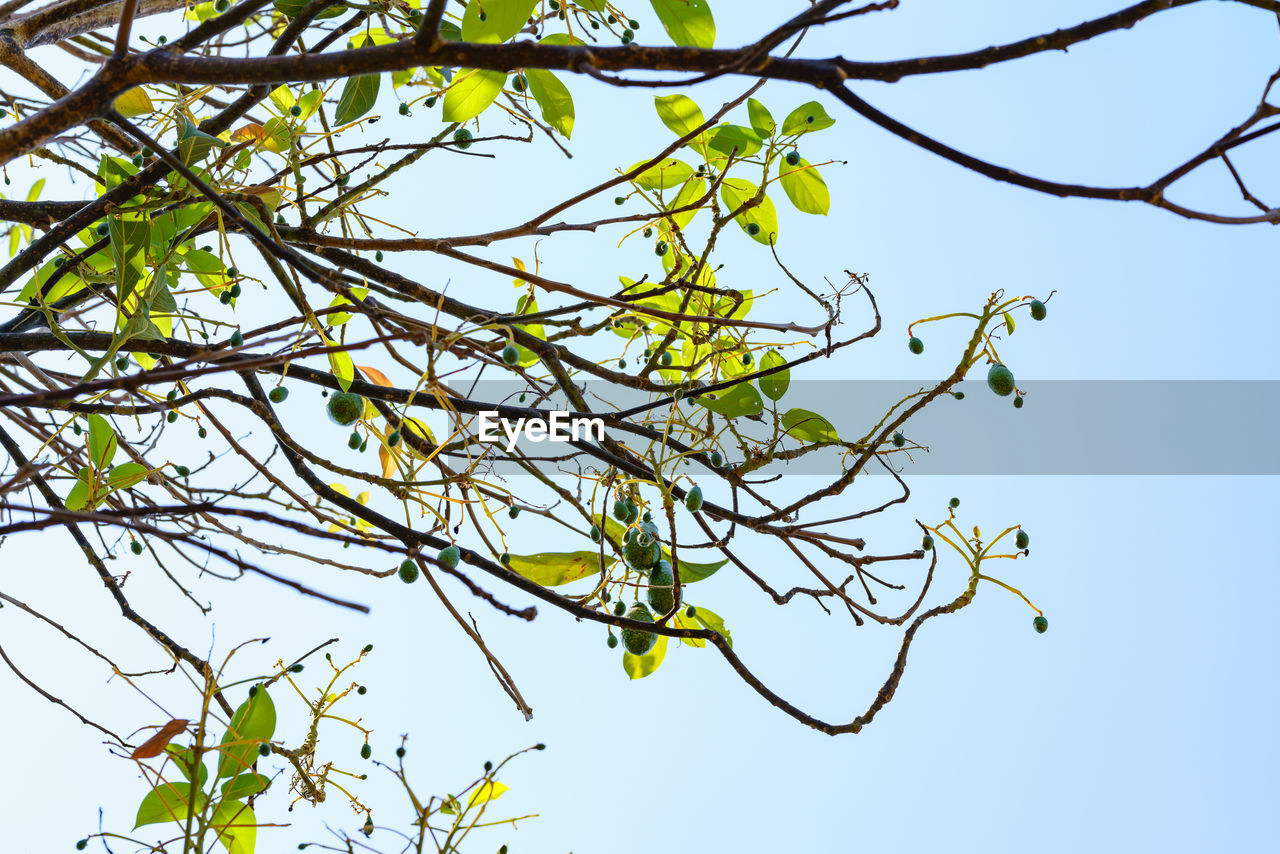 LOW ANGLE VIEW OF TREE AGAINST CLEAR SKY