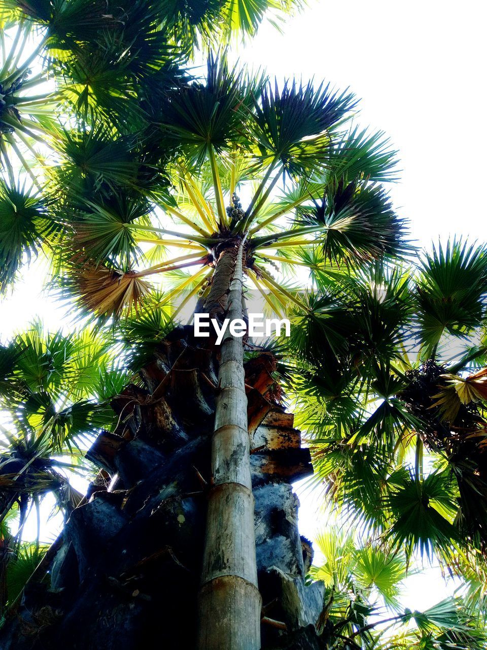 LOW ANGLE VIEW OF PALM TREE AGAINST CLEAR SKY