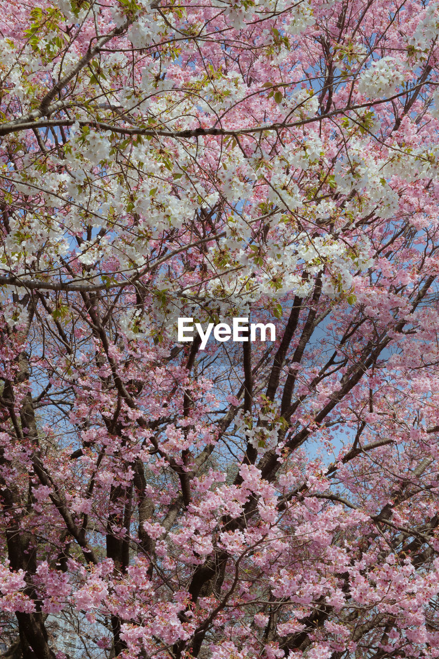 CLOSE-UP OF FLOWER TREE AGAINST SKY