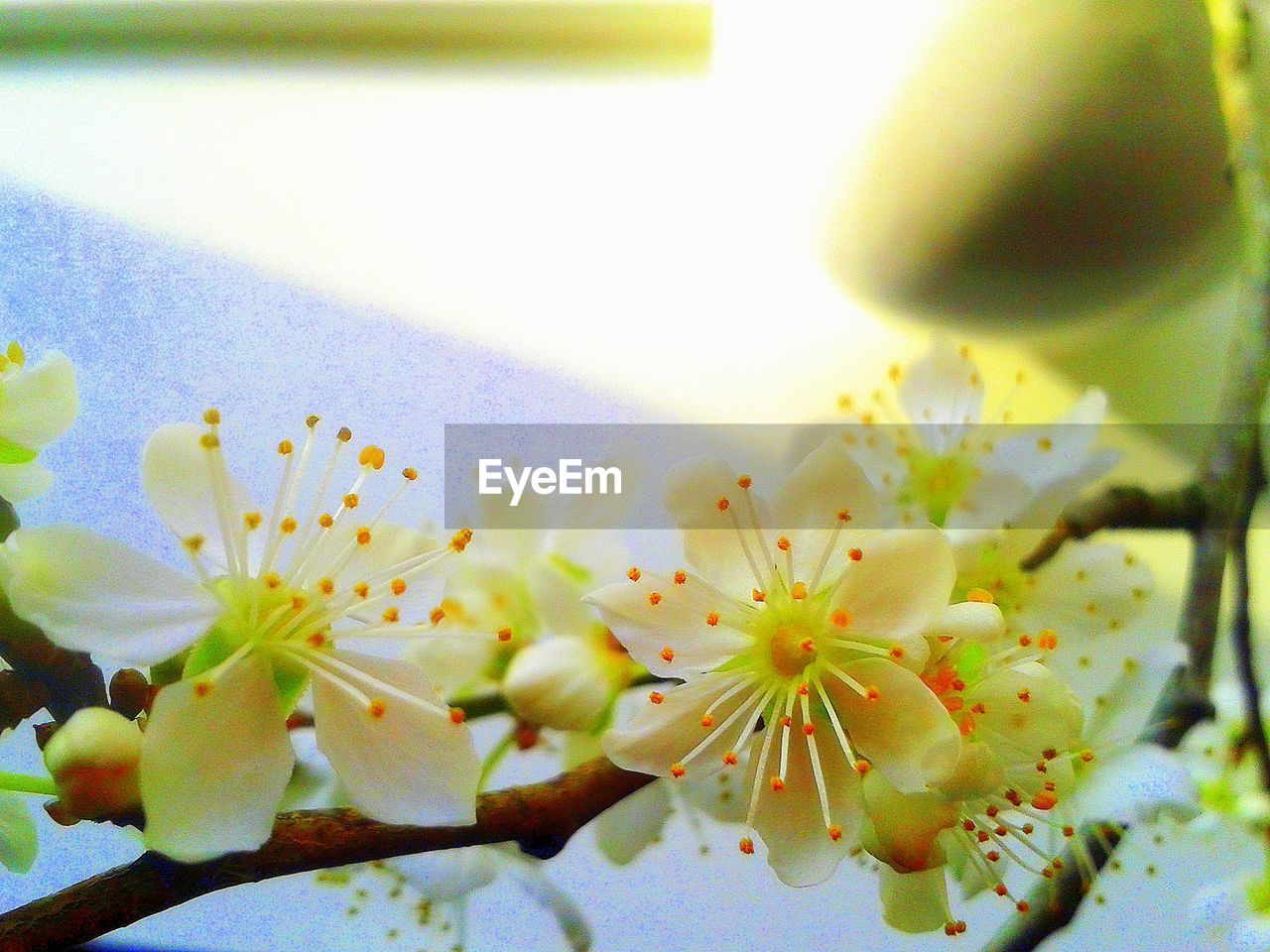 CLOSE-UP OF WHITE FLOWERS BLOOMING