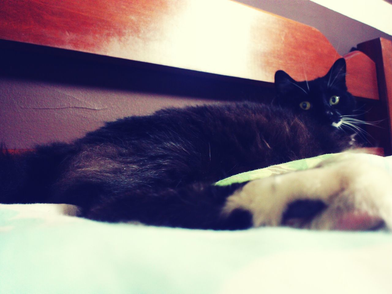 Portrait of black cat resting on bed