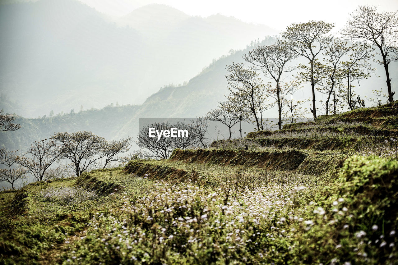 Scenic view of trees on field against sky