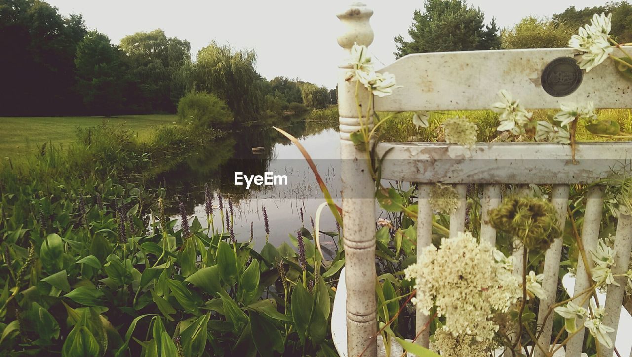 PLANTS GROWING ON TREE