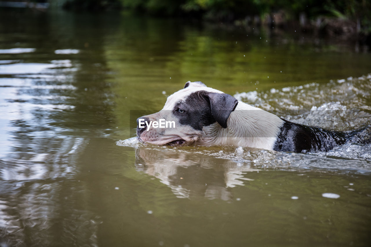 DOG IN A WATER