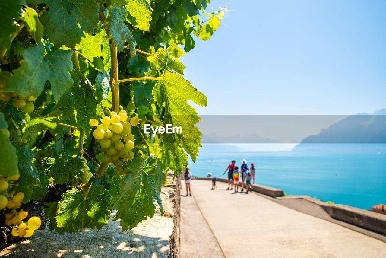 Vineyards on lake geneva, excursions and itineraries among the vineyards, panorama on lake geneva.