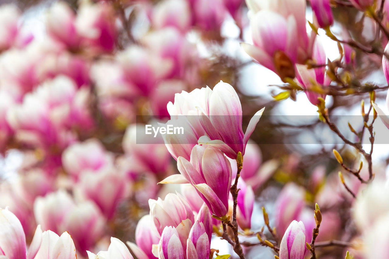 plant, flower, flowering plant, beauty in nature, freshness, pink, blossom, nature, spring, springtime, fragility, close-up, growth, petal, macro photography, no people, tree, selective focus, flower head, outdoors, branch, inflorescence, focus on foreground, purple, day, magnolia, backgrounds, lilac, botany