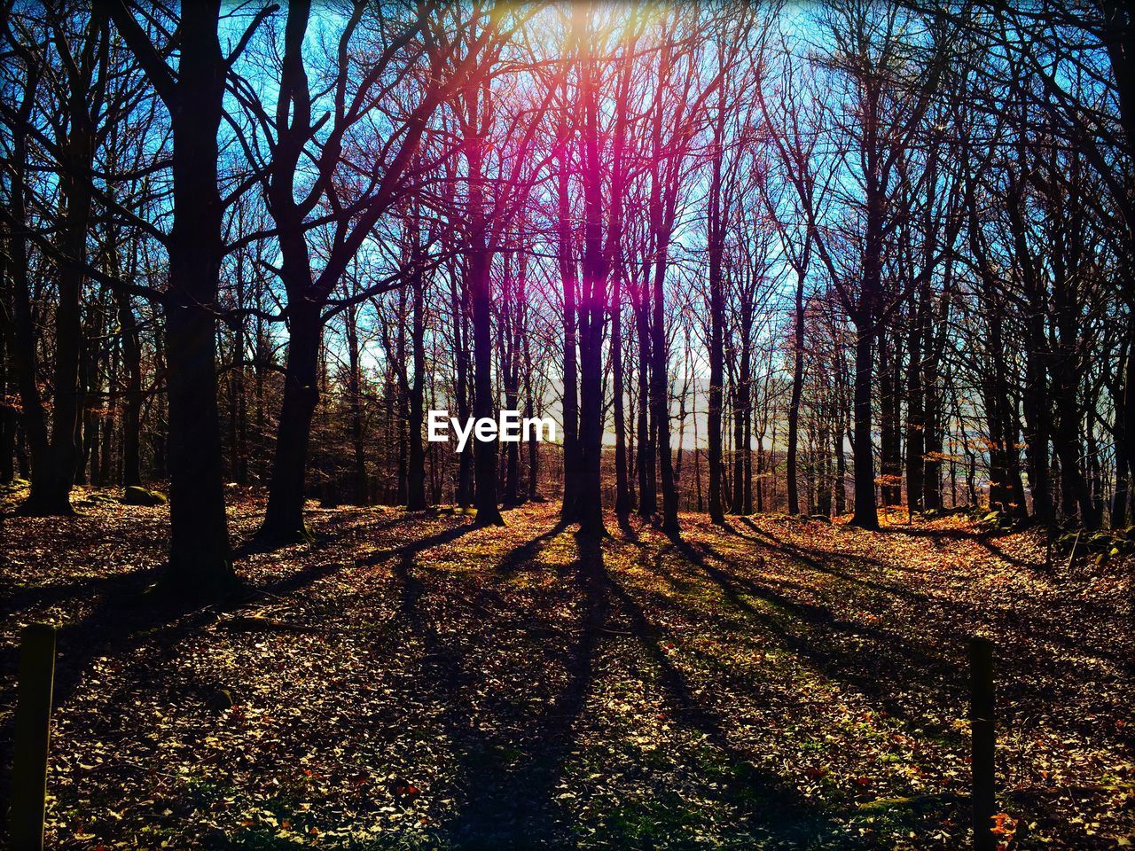 Trees in forest against sky