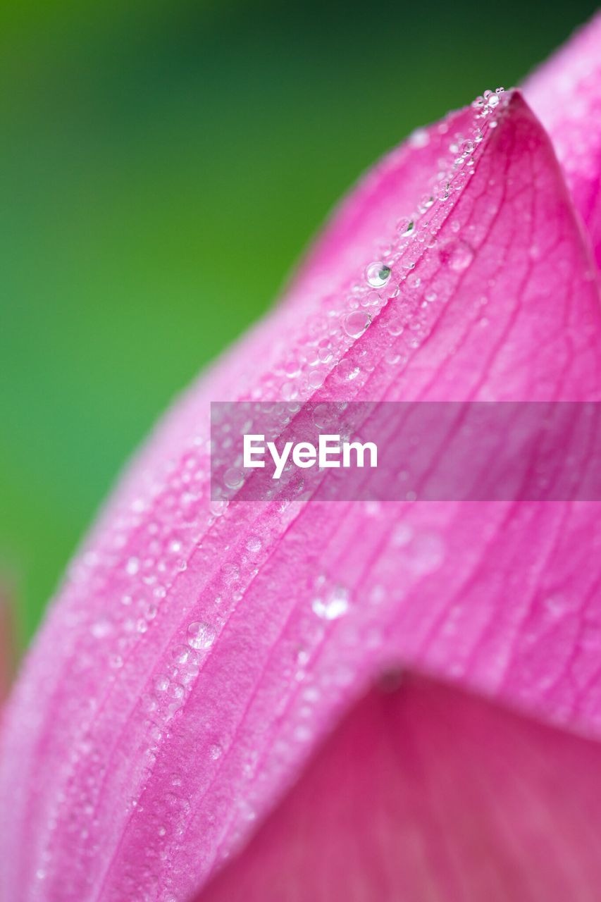 Detail shot of water drops on petal