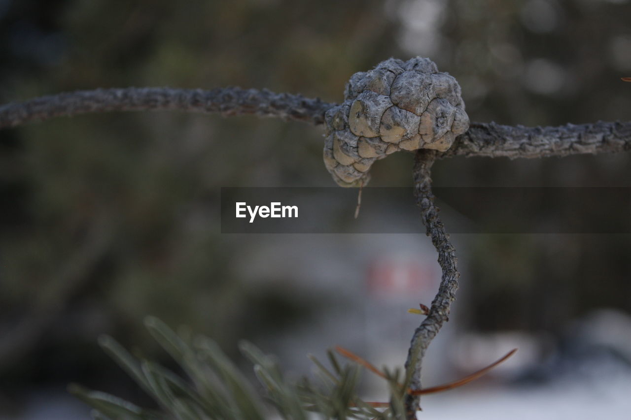 CLOSE-UP OF FROZEN PLANT ON BRANCH DURING WINTER