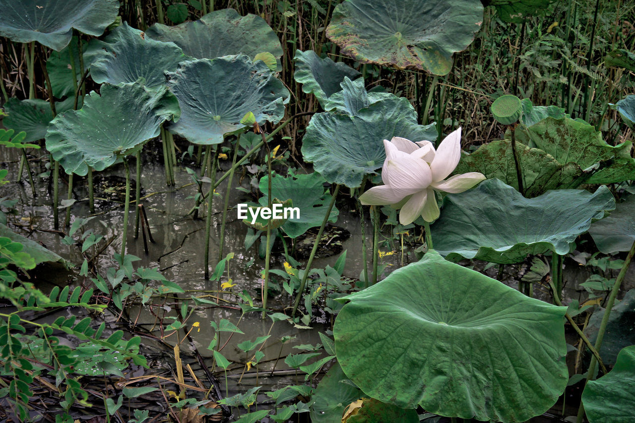 Close-up of flowering plant