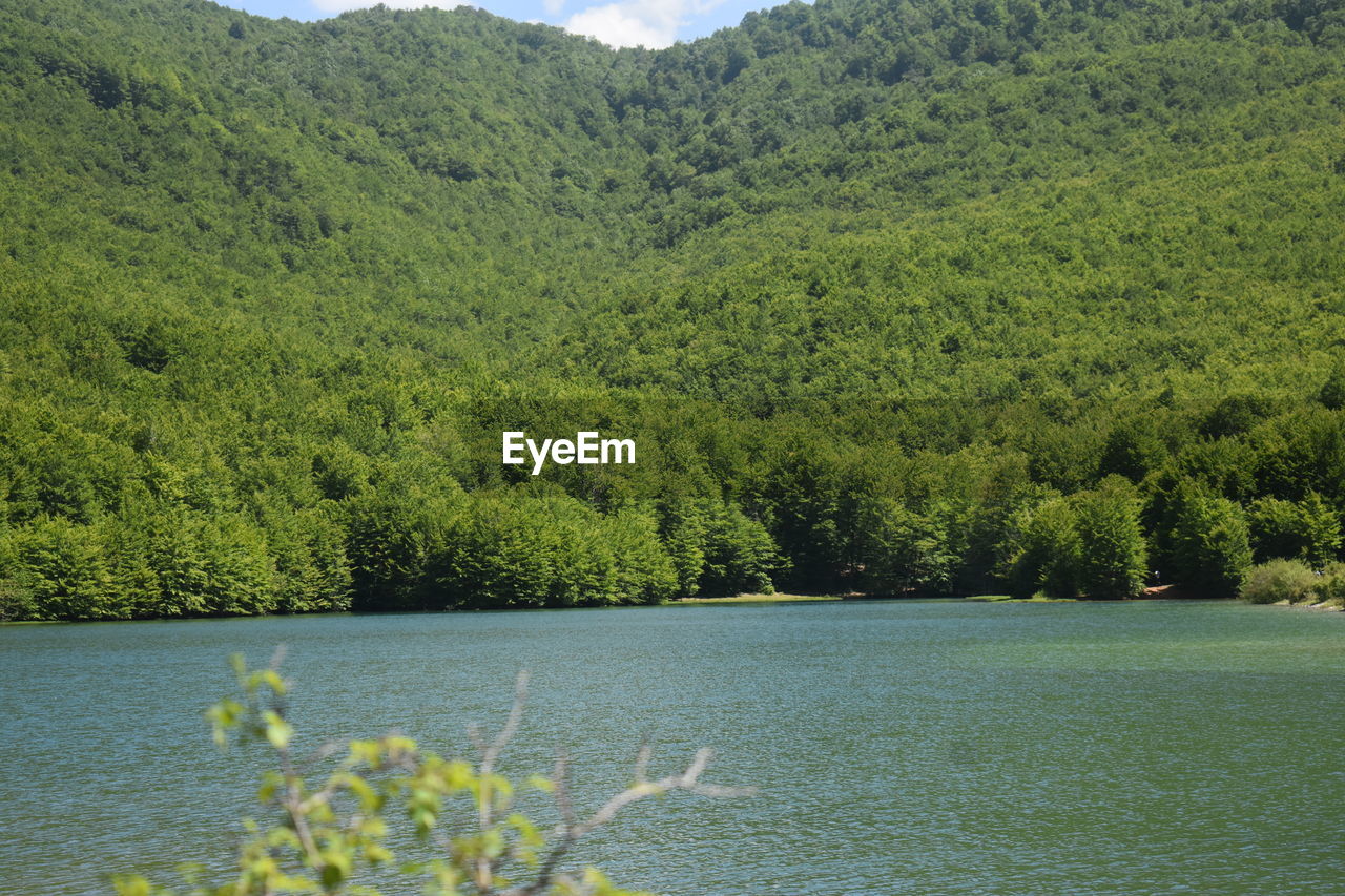 SCENIC VIEW OF LAKE BY FOREST