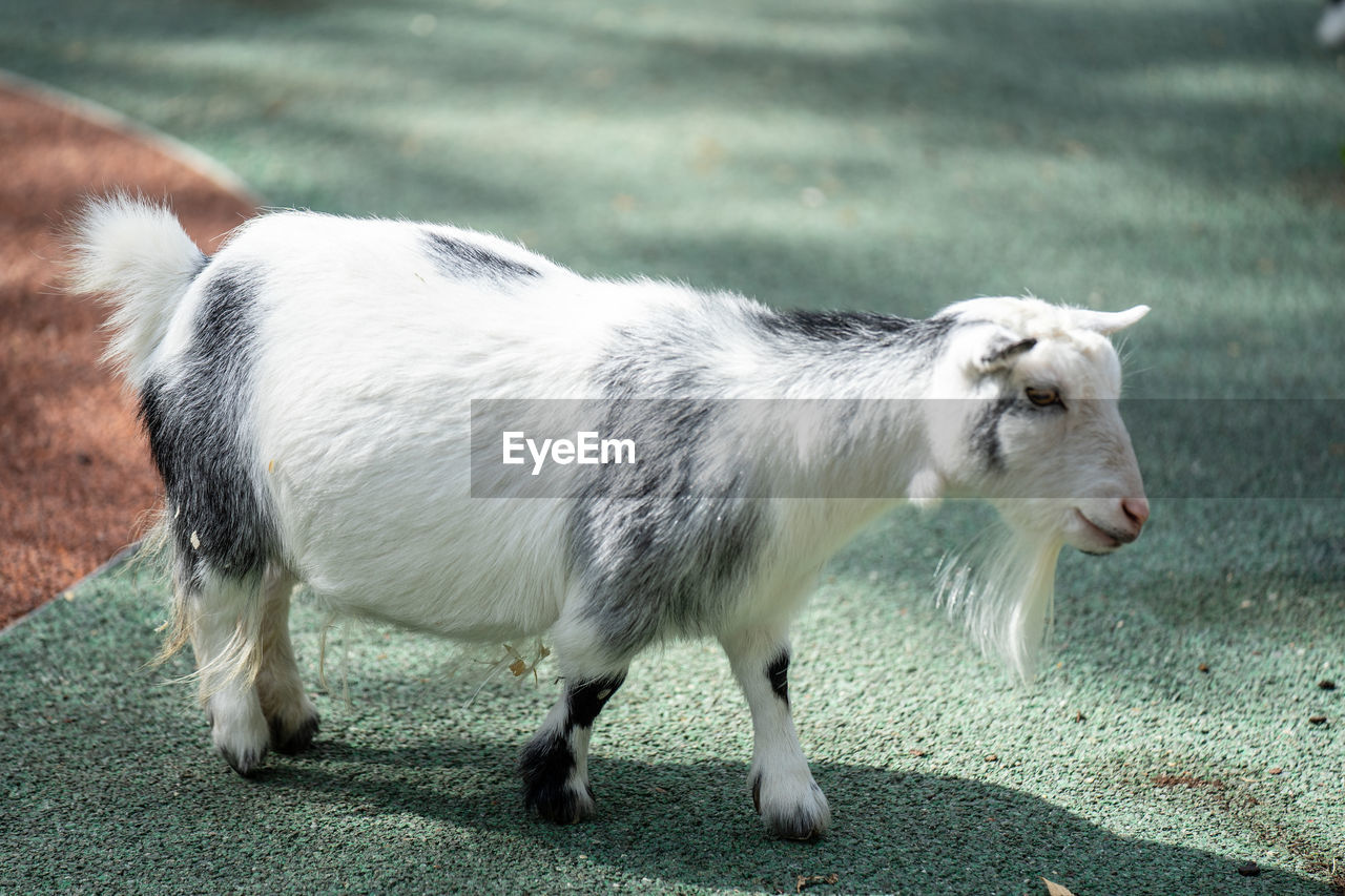 SHEEP STANDING IN A FARM