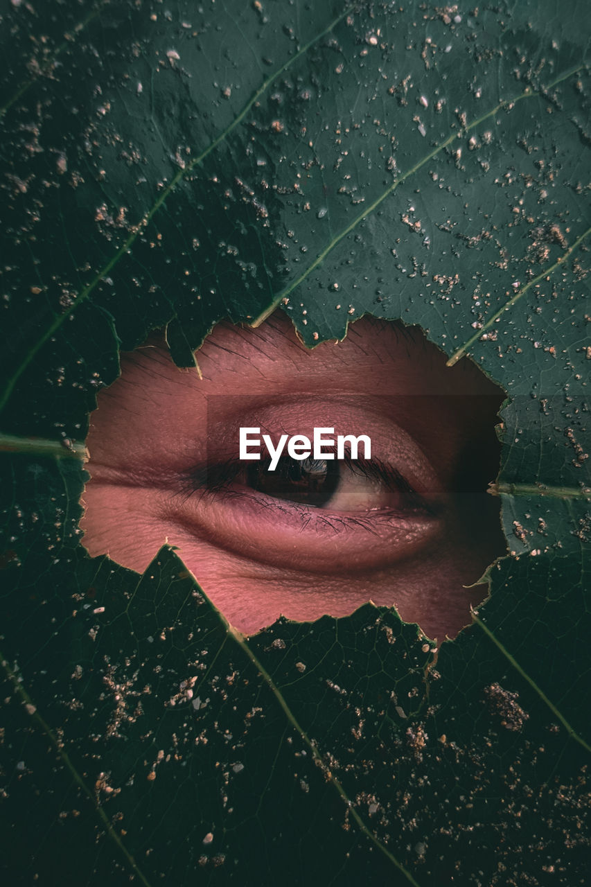 Close-up of human eye peeking through leaf