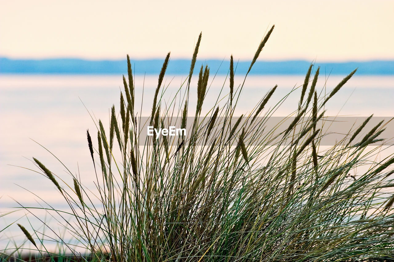 CLOSE-UP OF GRASS IN WATER