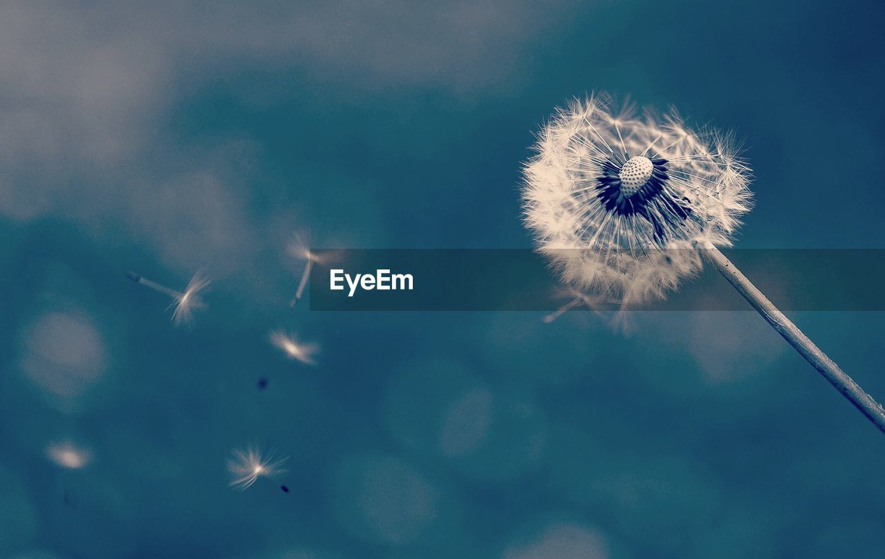 Close-up of dandelion against sky