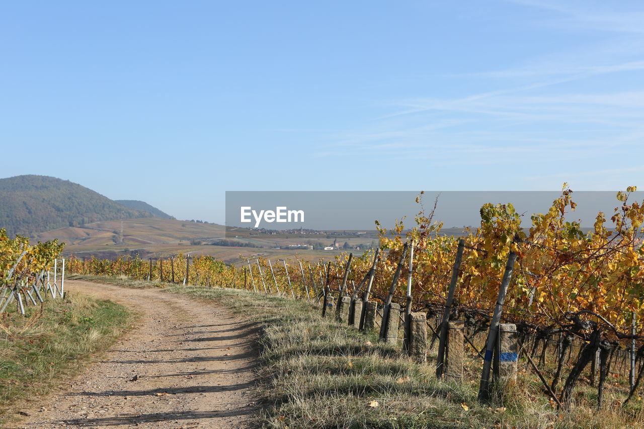 SCENIC VIEW OF VINEYARD ON FIELD AGAINST SKY