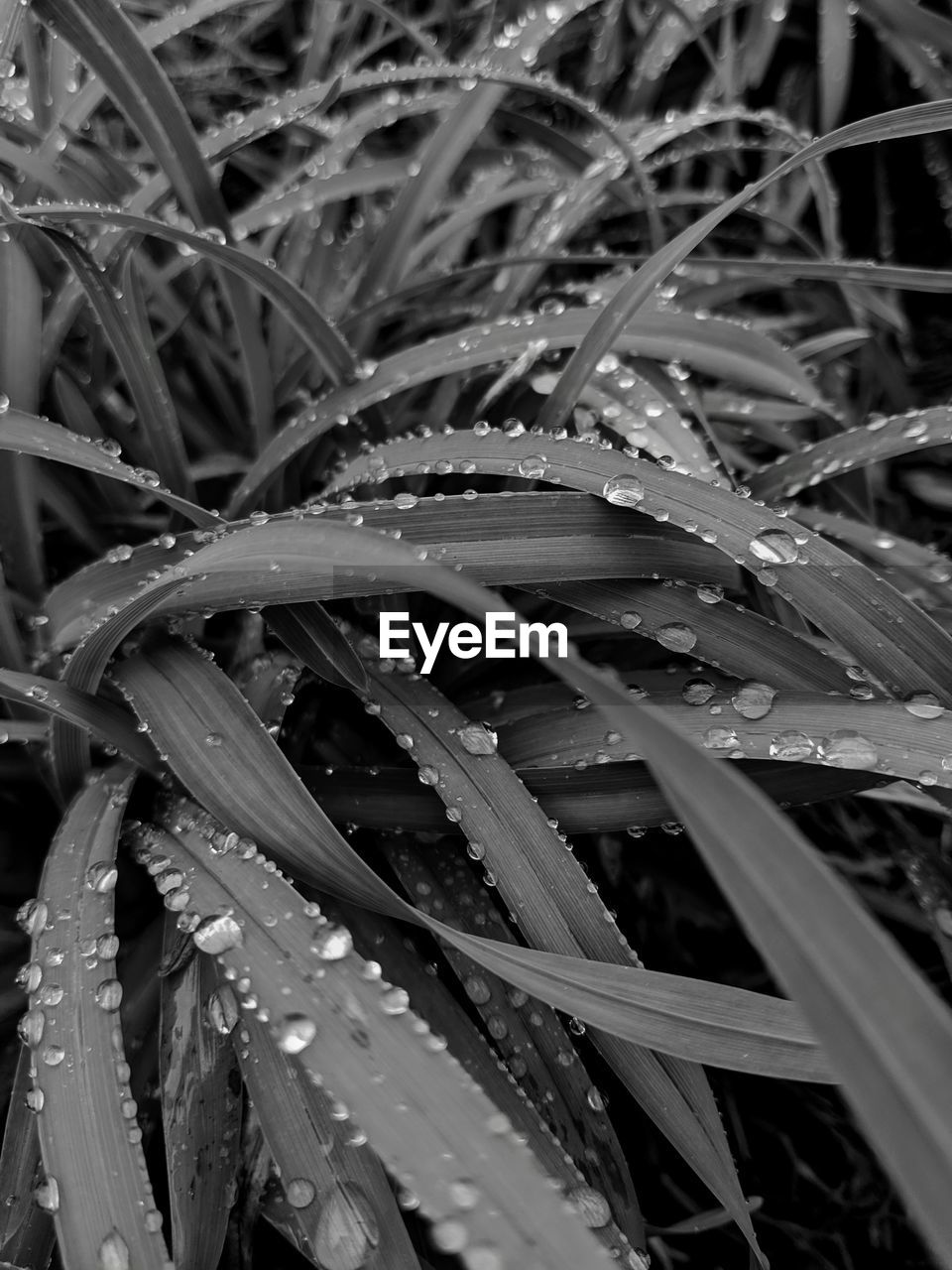 FULL FRAME SHOT OF WET PLANT