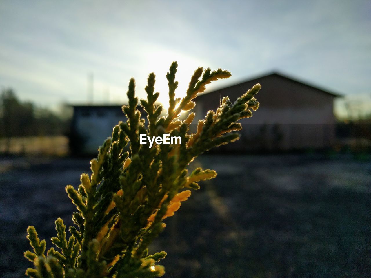 Close-up of plant against sky