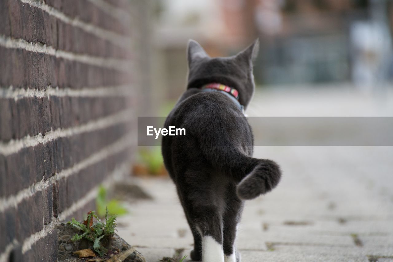 Cat walking away