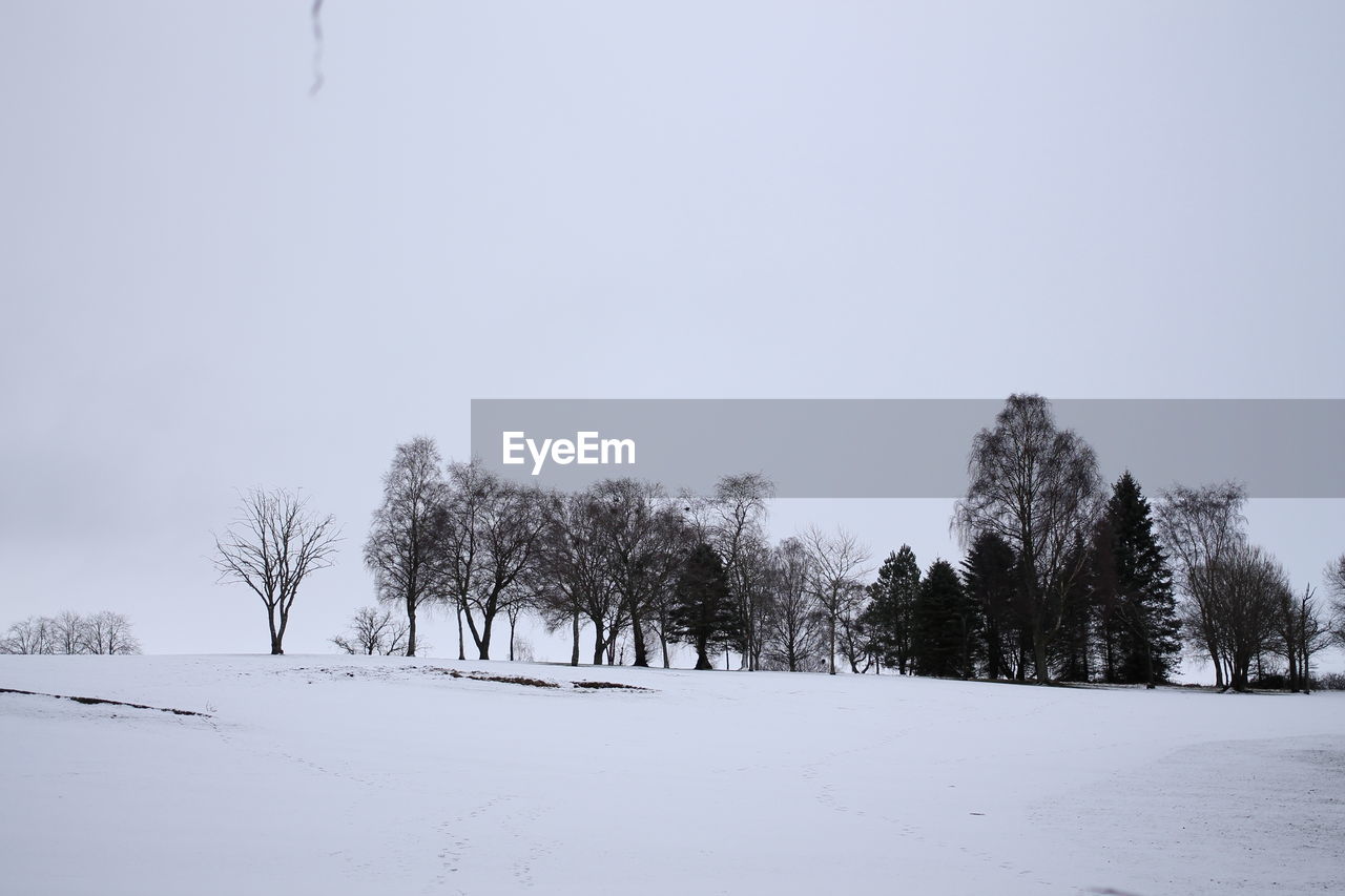 TREES GROWING ON SNOW COVERED FIELD AGAINST SKY