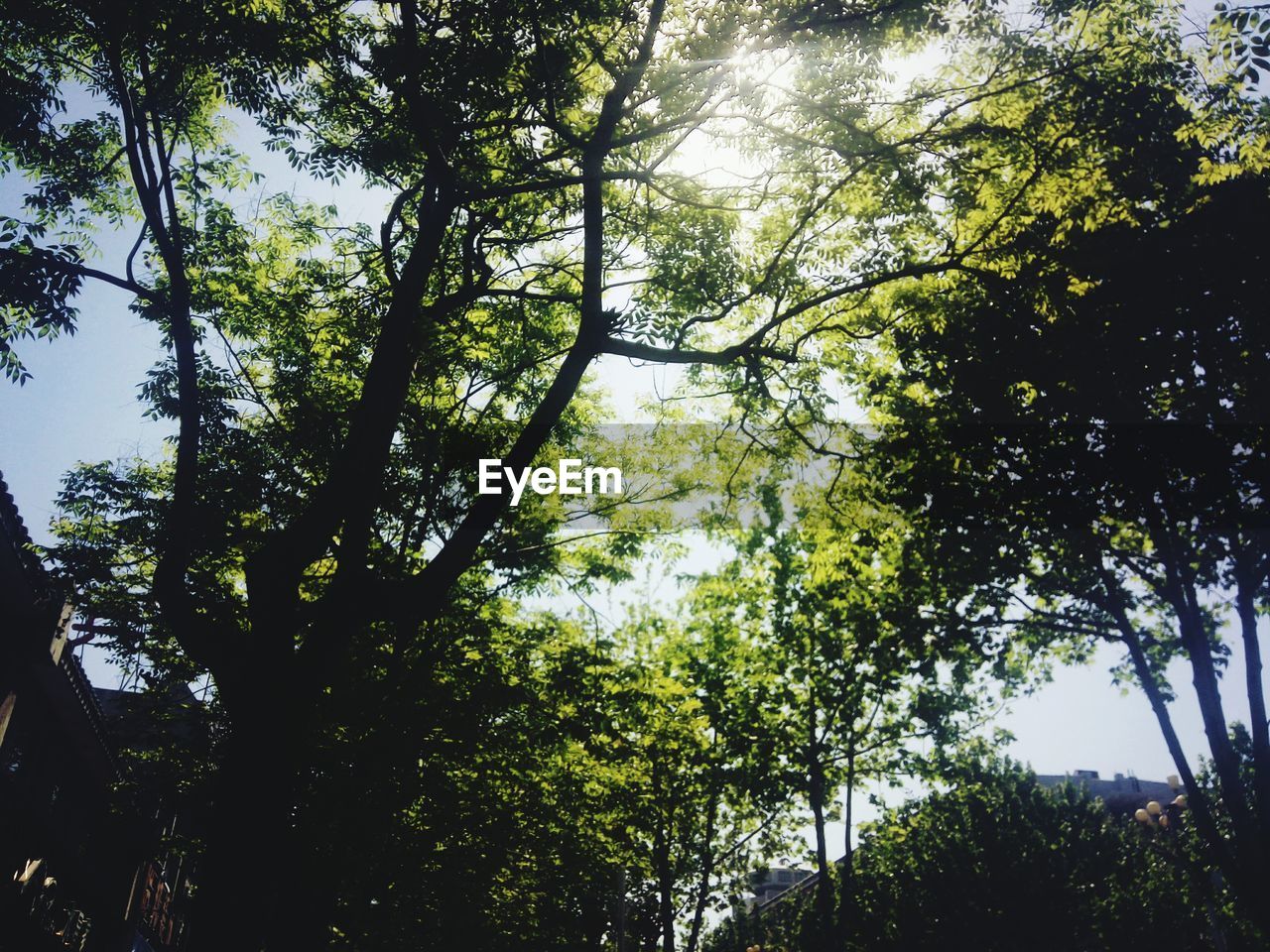 LOW ANGLE VIEW OF TREES AGAINST SKY IN FOREST