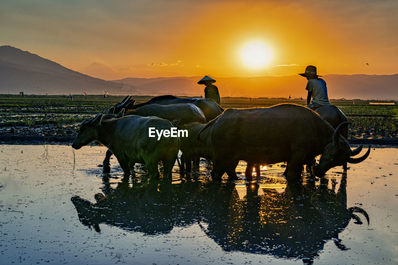 VIEW OF HORSE IN LAKE