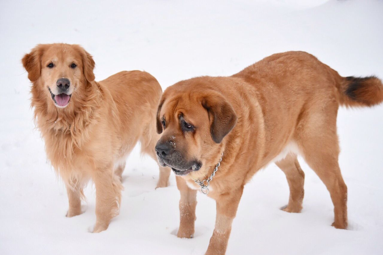 Dogs on snow