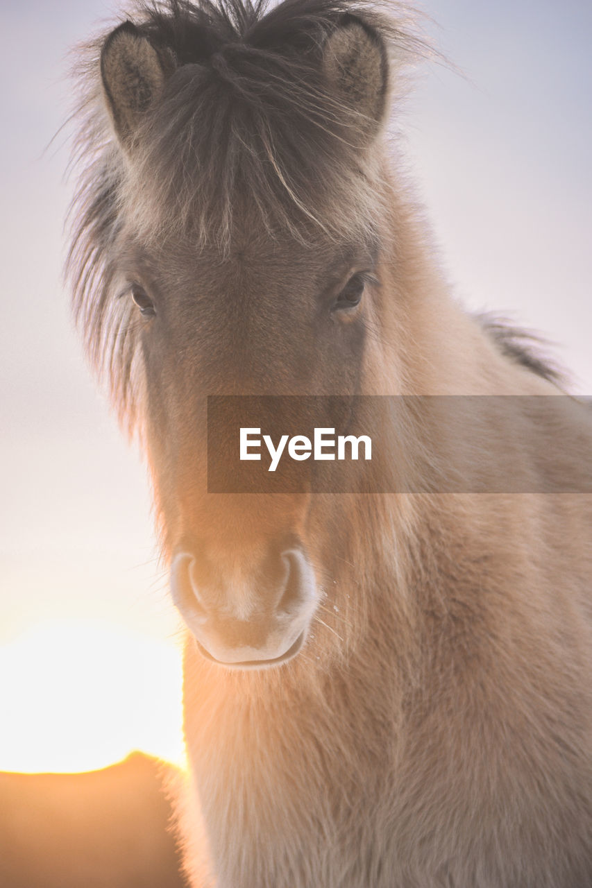 CLOSE-UP PORTRAIT OF HORSE IN THE BACKGROUND