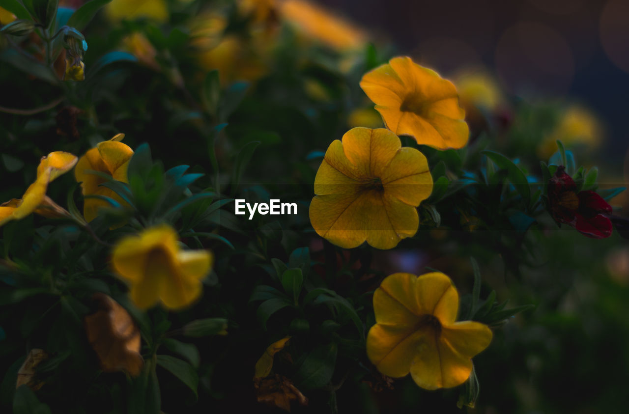 CLOSE-UP OF YELLOW FLOWERING PLANT DURING AUTUMN