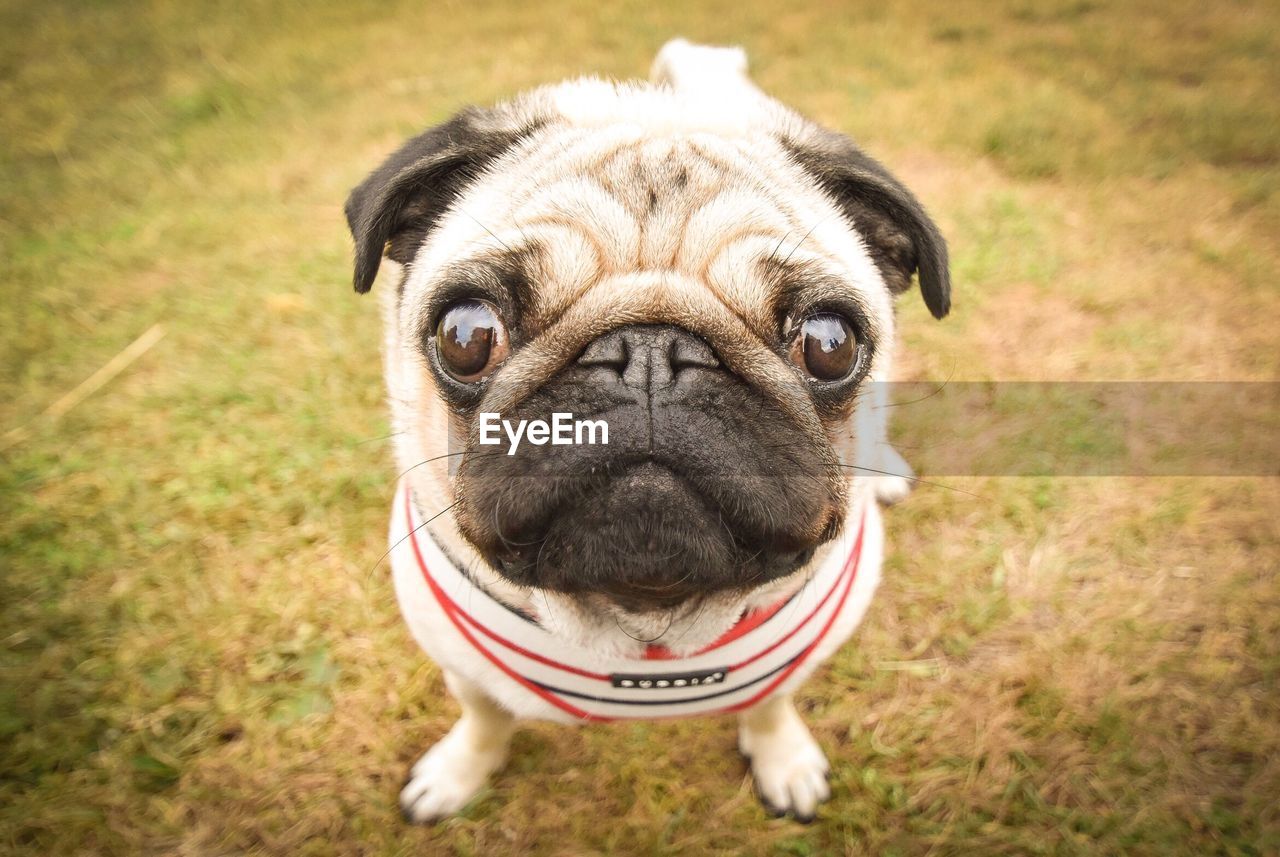 Close-up portrait of pug on grassy field