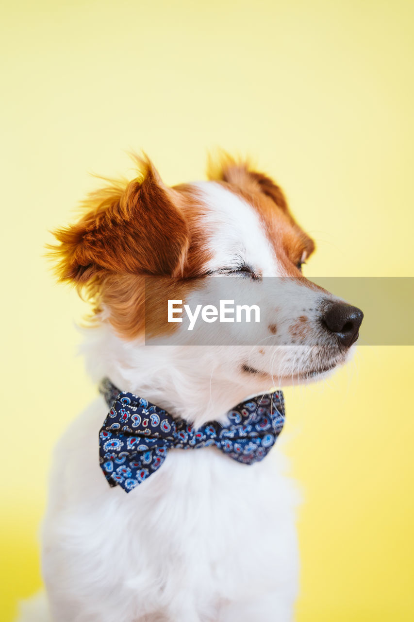 CLOSE-UP OF A DOG LOOKING AWAY OVER WHITE BACKGROUND