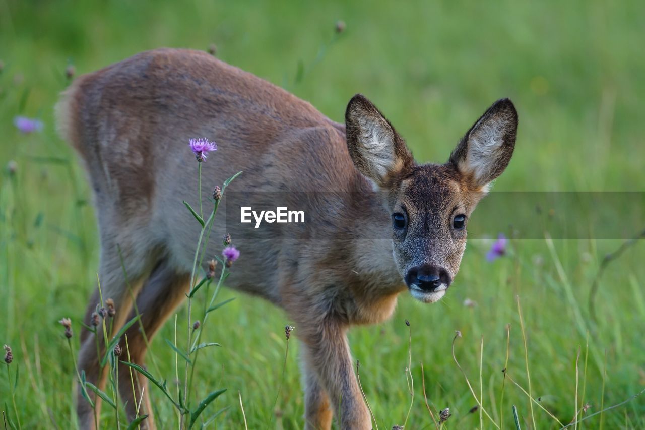 PORTRAIT OF DEER IN FIELD