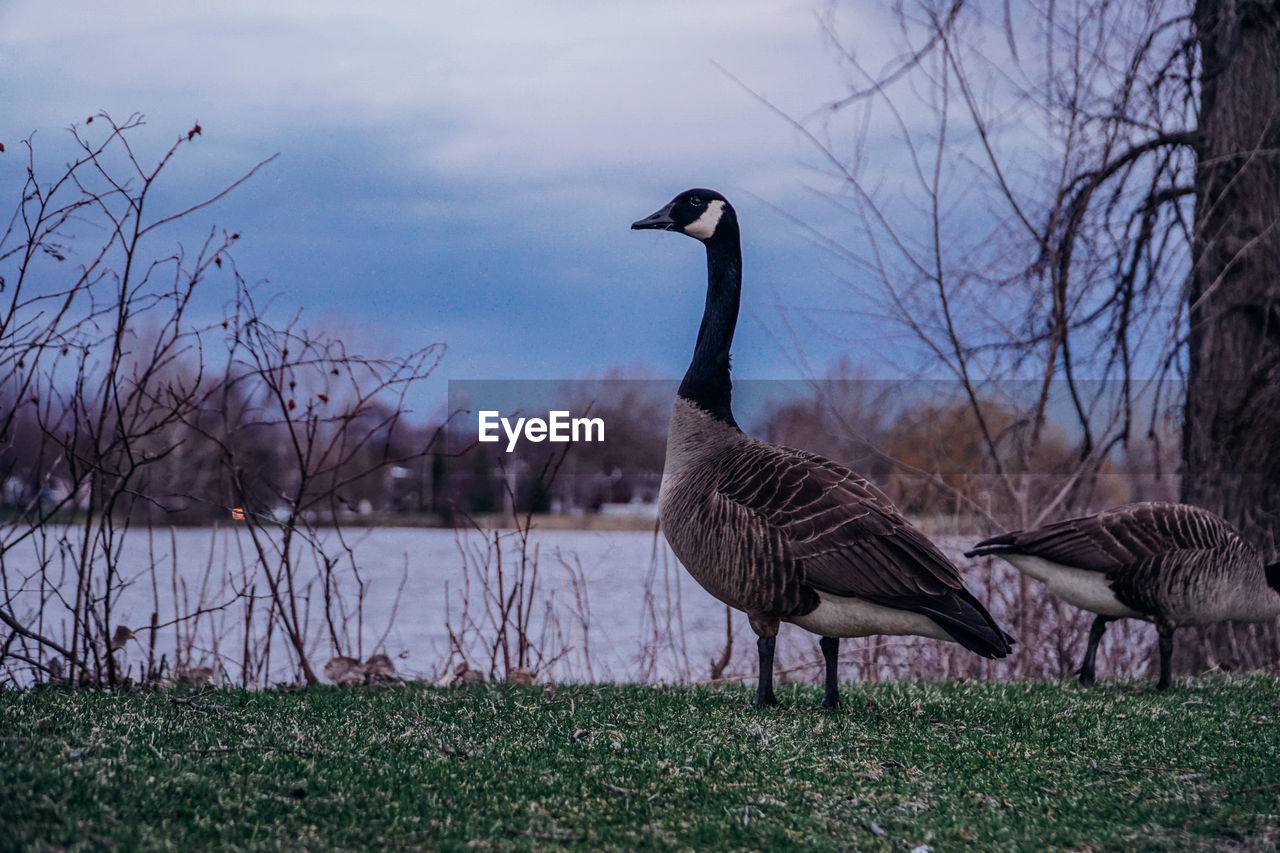 BIRD ON A FIELD OF A LAKE