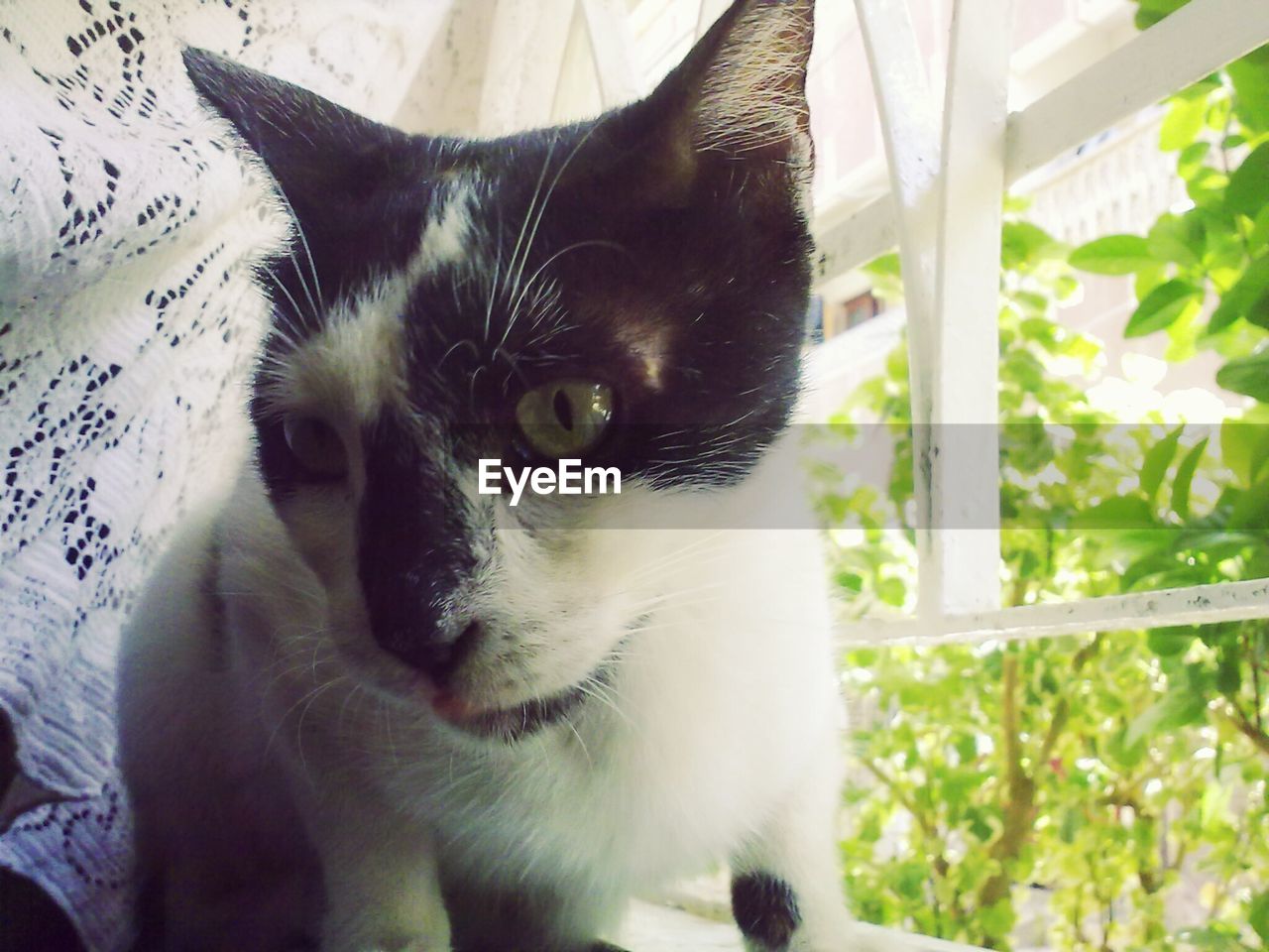 PORTRAIT OF CAT
