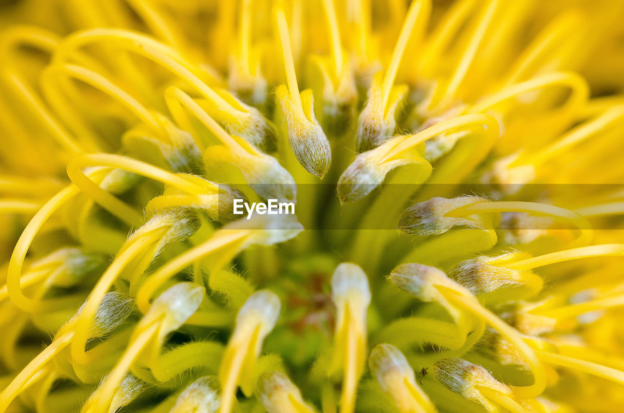 Full frame shot of yellow flowering plant