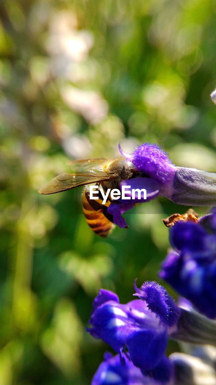 Close-up of bee pollinating on purple flower