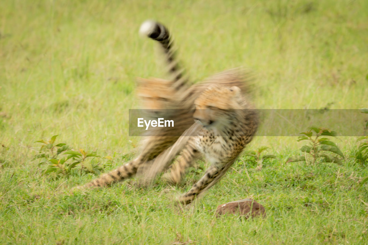 Slow pan of cheetah cub following another