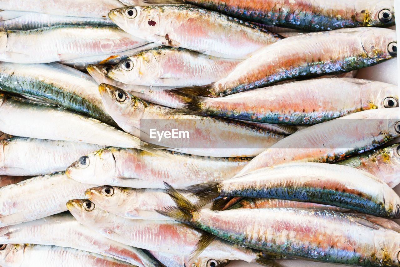 seafood, fish, food, food and drink, animal, freshness, raw food, sardine, no people, healthy eating, wellbeing, retail, large group of objects, animal themes, cold temperature, for sale, market, close-up