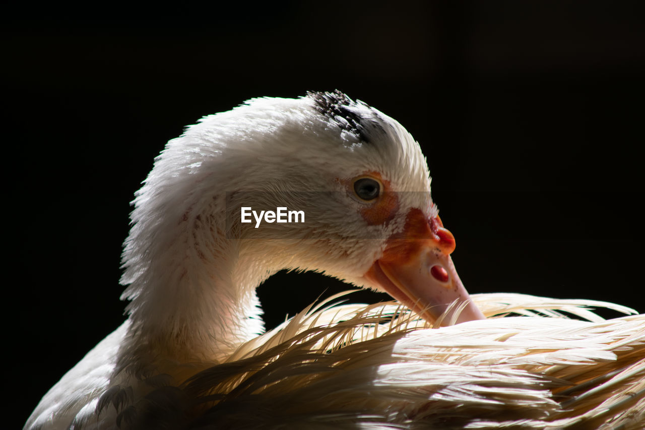 CLOSE-UP OF WHITE SWAN SWIMMING