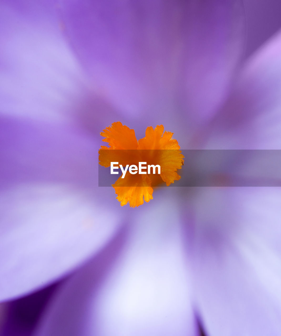 Close-up of orange flowering plant